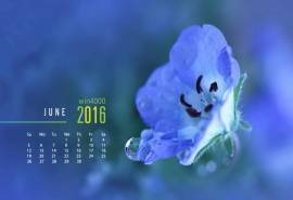 2016年6月日历紫阳花图片高清电脑壁纸大全