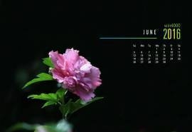 2016年6月日历粉色的木槿花图片电脑壁纸大全