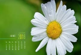 2016年6月日历清爽好看花卉电脑壁纸大全