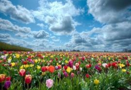 郁金香花海摄影电脑桌面壁纸下载