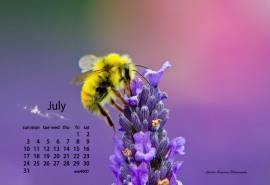 2016年7月日历唯美薰衣草蜂蜜觅食精美电脑桌面壁纸下载