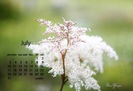 2016年7月日历唯美花卉电脑桌面壁纸下载