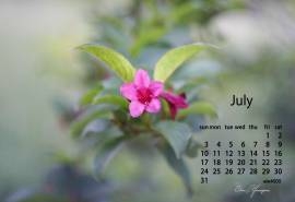 2016年7月日历唯美花卉摄影电脑桌面壁纸下载