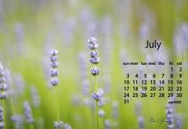 2016年7月日历唯美薰衣草花卉电脑桌面壁纸下载