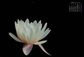 2016年7月日历夏日唯美白荷花壁纸
