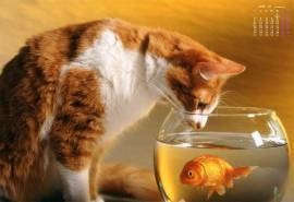 2016年7月日历可爱小猫咪慵懒惹人爱壁纸