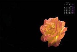 2016年7月日历唯美花朵月季高清壁纸
