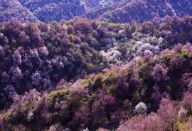 新疆伊犁优美风景壁纸图片 第二辑
