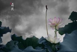 夏日荷花唯美意境图片桌面壁纸