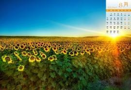 2016年8月日历蓝天下的向日葵高清风景壁纸