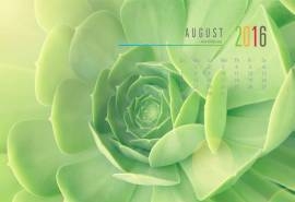 2016年8月日历壁纸多肉植物图片