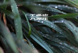 天蝎座简约文字唯美小清新图片桌面壁纸