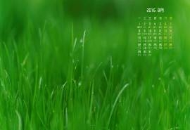 2016年8月日历壁纸清新绿色图片