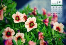 2016年8月日历小清新花卉植物壁纸