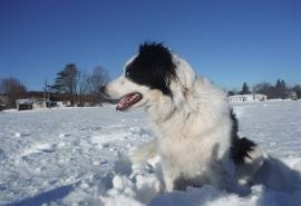 边境牧羊犬可爱图片桌面壁纸