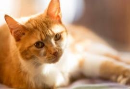 很治愈的萌宠猫咪可爱图片桌面壁纸