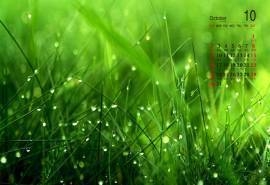 2016年10月日历下雨后的草坪高清电脑壁纸