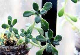 清新多肉植物图片桌面壁纸