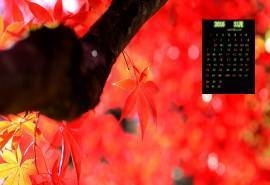 2016年11月日历秋天森林枫叶风景壁纸图片下载