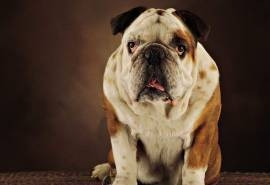 英国斗牛犬呆萌可爱图片桌面壁纸