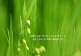 充满正能量的励志文字语录图片桌面壁纸