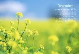 2016年12月日历你绿色桌面壁纸