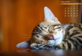 2016年12月可爱小猫桌面日历壁纸
