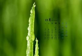 2016年12月日历小清新嫩芽电脑锁屏壁纸