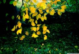 小清新小花高清桌面壁纸
