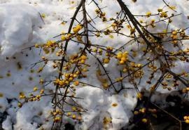 扬州冬日雪景唯美图片桌面壁纸第一辑