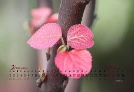 2017年2月红色嫩芽高清桌面日历壁纸