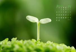 2017年2月清新绿色护眼嫩芽日历壁纸