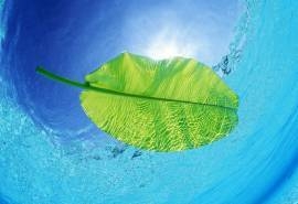 清新海边漂浮的树叶高清电脑桌面壁纸