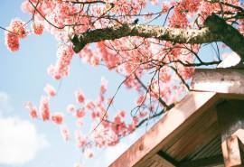 初春唯美粉色桃花高清风景壁纸