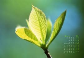 2017年3月清新绿色护眼嫩芽日历壁纸  第二辑