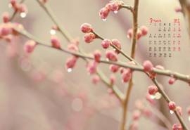 2017年3月春天树梢上的嫩芽植物日历壁纸  第二辑