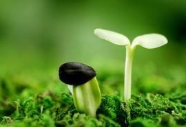 清新绿色护眼嫩芽高清桌面壁纸下载 第一辑
