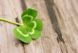 清新的四叶草唯美高清桌面壁纸