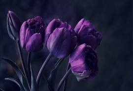 唯美妖艳的郁金香花卉桌面壁纸下载