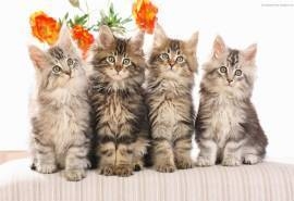蓝眼波斯猫可爱小猫桌面壁纸