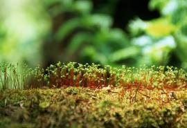 新生的绿色嫩芽图片高清桌面壁纸