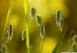 简约植物高清景色植物壁纸