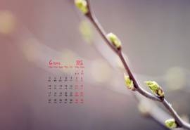 2017年4月春天树梢上的嫩芽植物高清日历壁纸