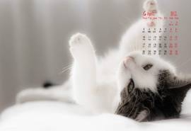 2017年4月可爱萌宠小猫咪高清日历壁纸