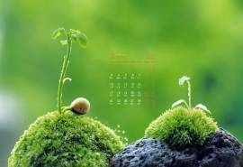 2017年4月翠绿嫩芽植物桌面日历壁纸