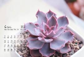 2017年4月小清新多肉植物高清日历壁纸
