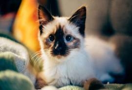 可爱萌宠小猫高清桌面壁纸