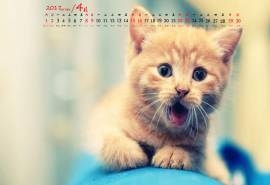 2017年4月呆萌小猫咪可爱治愈系高清日历壁纸