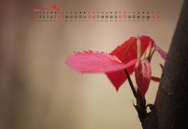 2017年4月清新红叶嫩芽唯美高清日历壁纸