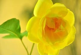 黄玫瑰花语高清花卉桌面壁纸